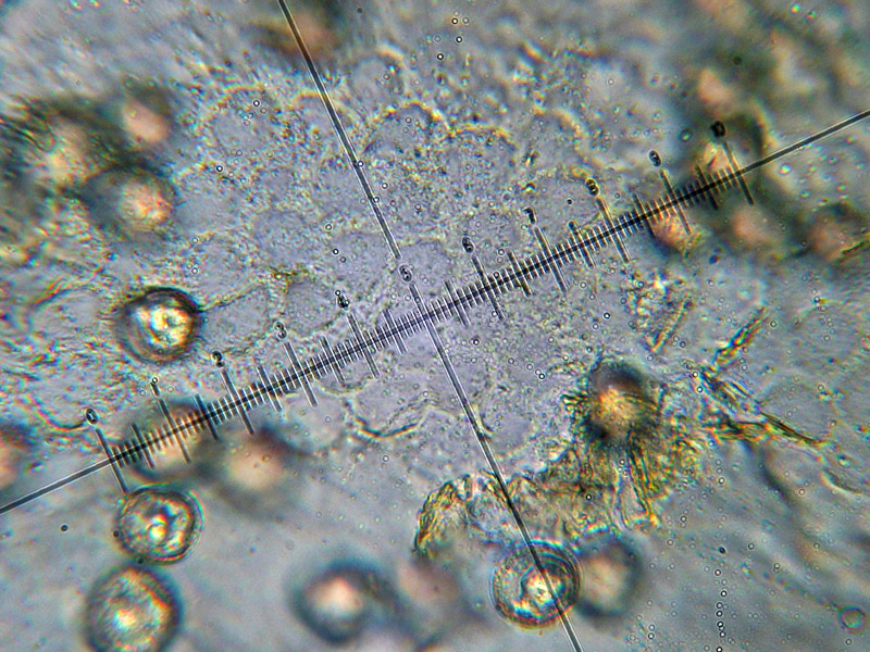 Trichia sp. e non solo...